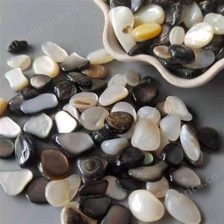 乾富厂家直供强度高彩色贝壳 造景装饰品用彩色贝壳 型号多种