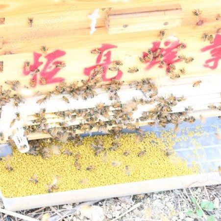 恒亮蜂业 油菜花粉 天然蜂花粉 批发采购 欧盟有机认证