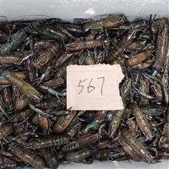潜江澳龙货源11月新货五钱到七钱规格澳洲淡水小龙虾25元每斤