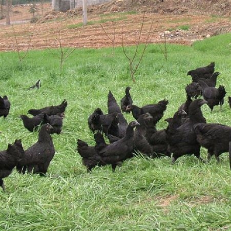 养殖基地批发绿壳蛋鸡苗 散养纯种绿壳蛋鸡价格