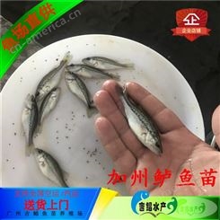 泸州鲈鱼苗 吉鲳水产生产公司技术跟进鲈鱼苗