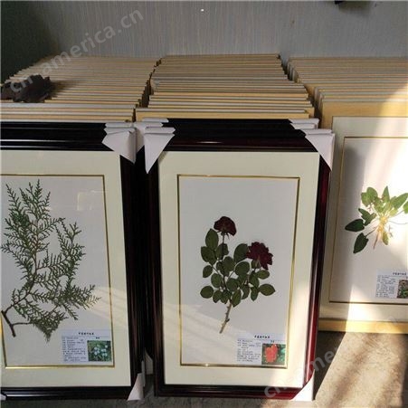 植物标本月季科教纯手工制作植物腊叶标本 精美相框装裱 用于展览收藏植物腊叶标本植物干制标本