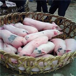 2021仔猪厂家 纯种太湖仔猪 欢乐小猪苗 耐粗良好养活裕顺猪场