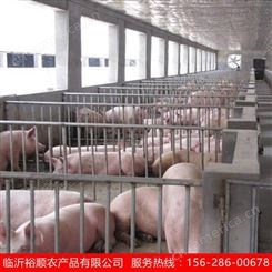 品种齐全 仔猪20-30斤价格 仔猪苗猪报价 裕顺农产品养猪场