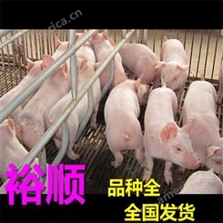 吉林 仔猪20-30斤价格 仔猪苗猪报价 裕顺的小猪养得好