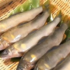 香鱼刺身原料 水产特产香鱼铁板烧 冷冻香鱼河鲜香鱼