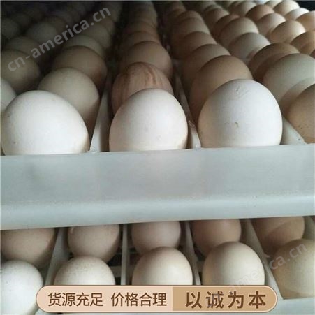 五黑鸡种蛋 青脚肉鸡种蛋 芦花鸡种蛋 批发厂家