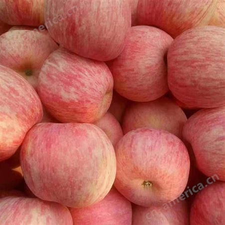 永发红富士苹果 口感香脆酥甜 不催红自然成熟新鲜水果