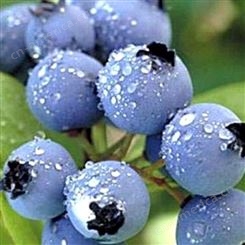 花青健牌蓝莓浓缩汁 蓝莓浓缩果汁 蓝莓果汁饮料原材料